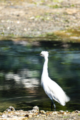 水たまりにいる鳥