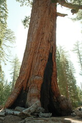 Ancient giant sequoia trees (Sequoiadendron giganteum) at Mariposa Grove in yosemite national park