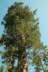 Ancient giant sequoia trees (Sequoiadendron giganteum) at Mariposa Grove in yosemite national park