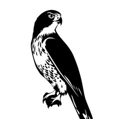 Fototapeta premium Majestic Peregrine Falcon: A striking monochrome illustration of a peregrine falcon, showcasing its powerful profile and intricate detailing in a vector art style.