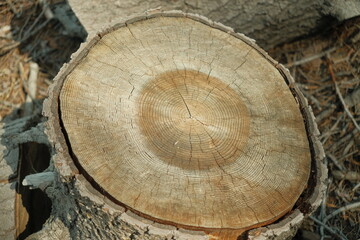 Inside bark of a Ancient giant sequoia tree (Sequoiadendron giganteum) at Mariposa Grove in...