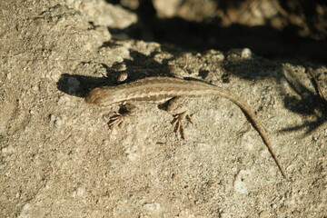 Sagebrush lizard in natural habitat at yosemite national park