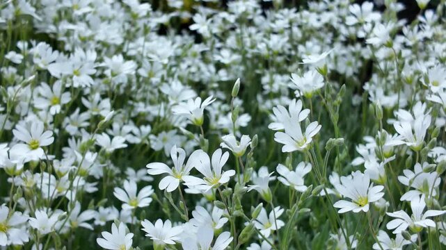 Light breeze sways the flowers cerastium tomentosum in the flowerbed in the garden, flower background