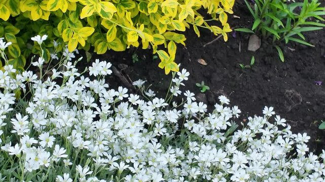 Wind sways the flowers cerastium tomentosum and the bush spindle tree in the flowerbed in the garden, flower background
