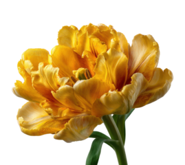 Blooming yellow tulip flower nature scene botanical bright environment view isolated on transparent background