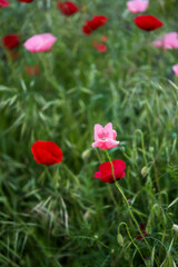 field of poppies