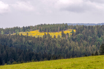 Montagnes et prairies d'altitude recouvertes de fleurs jaunes dans les Vosges