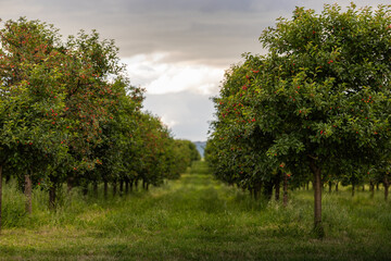 Plakat Fresh ripe sour cherry hanging on cherry tree