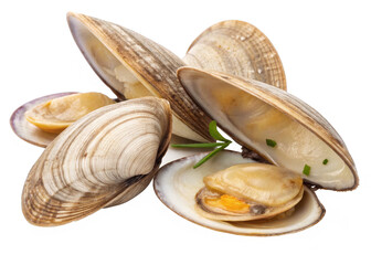 clams  on a isolated transparent background
