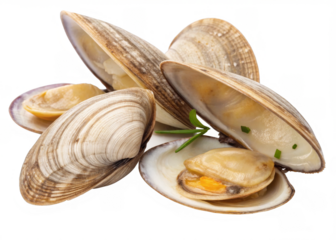 clams  on a isolated transparent background