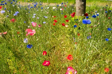 wildblumen im Weserbergland