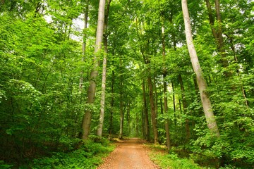 Teutoburger Wald bei Oerlinghausen