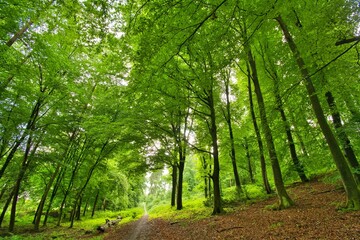 Teutoburger Wald bei Oerlinghausen