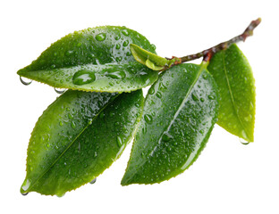 Water droplets on fresh green leaves nature scene botanical environment isolated on transparent background