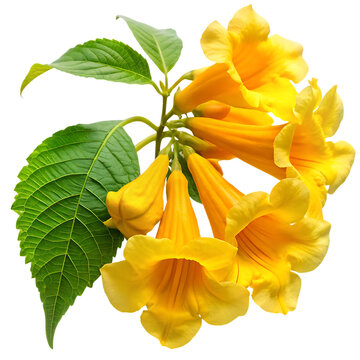 Vibrant yellow trumpet flowers isolated on white background png ai generated isolated on a white background