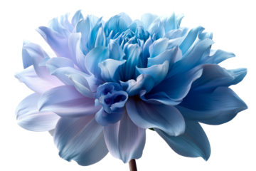 Large blue flower with layered petals against transparent background