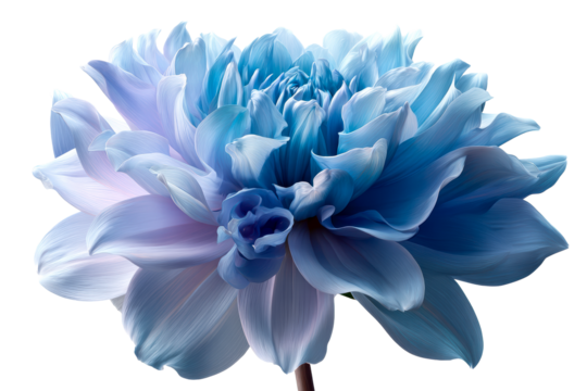 Large blue flower with layered petals against transparent background