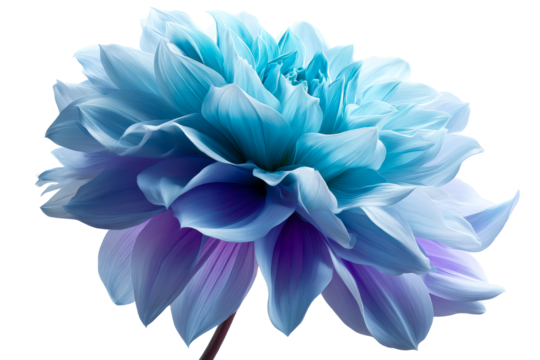 Lovely blue dahlia with soft petals on clear background