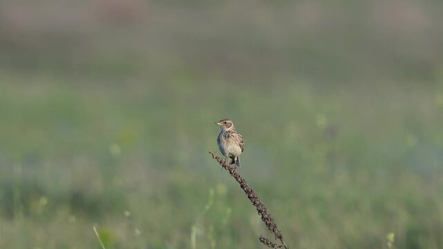 Eurasian Skylark Alauda arvensis natural habitat in slow motion.