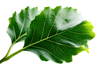 Close up view of vibrant green leaves with visible veins