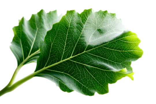 Close up view of vibrant green leaves with visible veins