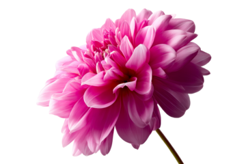 Delicate pink flower with detailed petals on clear backdrop