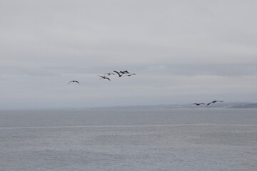 Birds flying in formation in sky in san diego california