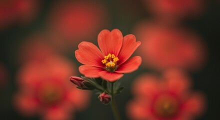 Orange Flower Blossom