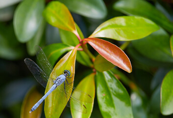 Blue dragonfly resting on a leaf  during feeding time!