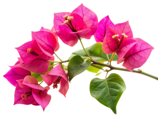 Vibrant pink bougainvillea branch isolated on a white background png ai generated