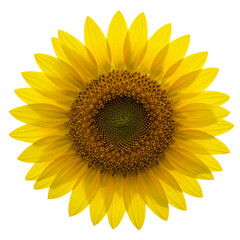Fototapeta premium Vibrant sunflower with yellow petals and green center on transparent background 