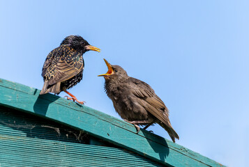 Young Common Starling bird calls to parent for food. Cute fluffy baby fledgling with yellow beak wide open, sitting on garden fence. Both birds isolated against blue sky. Dublin, Ireland