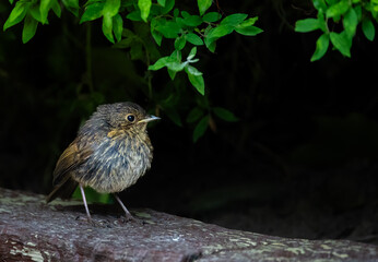 Young European robin bird 
