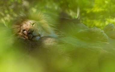 lion seen among green eaves
