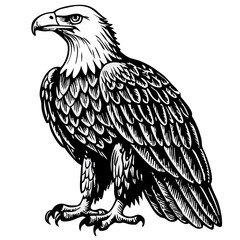 Black and White Bald Eagle Illustration, Bird of Prey Drawing