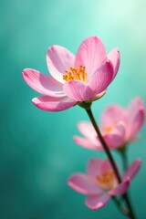 Fototapeta premium Abstract spring bloom; teal and seafoam green gradient, nature, airy, backdrop