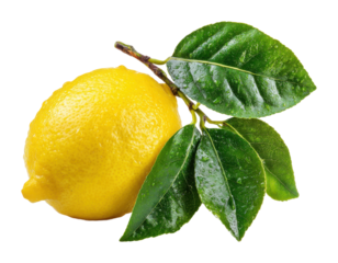 Harvesting fresh lemons from a tree in a citrus orchard under bright sunshine nature isolated on transparent background