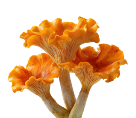 Chanterelle mushroom harvesting forest underbrush nature natural environment view isolated on transparent background