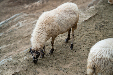 Goats and sheep grazing in the daylight, enjoying the sun in a peaceful day