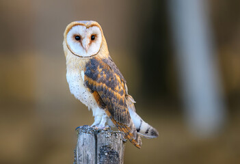 Barn owl close up ( Tyto alba )