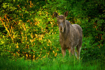 Elk  Moose close up ( Alces alces )