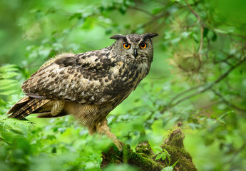 Eurasian eagle owl ( Bubo bubo ) close up