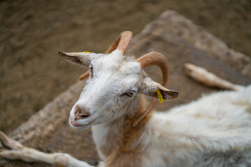 Fototapeta premium Goats and sheep grazing in the daylight, enjoying the sun in a peaceful day