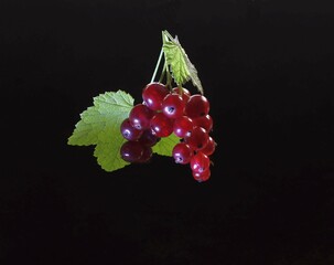 A brush of red currant with foliage on a black background.