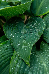 Obraz premium water drops on hosta leaf