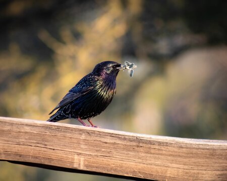 European starling with twig on fence