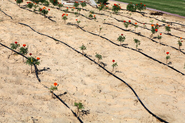 Seeping Hose for Drip Irrigation in Desert Flower Garden