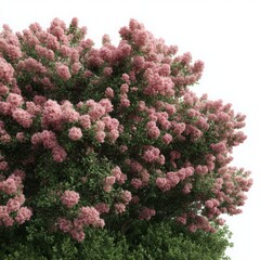 Pink flowering shrub close up on white background