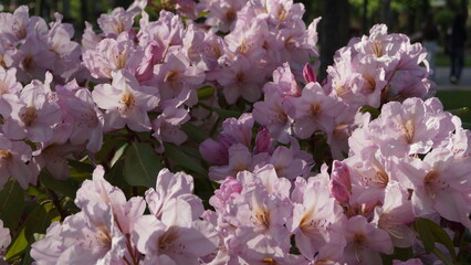 Flowering shrub Rhododendron lapponica, Rhododendron lapponicum, in a city park in the sun