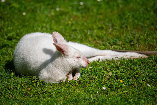 an albino kangaroo  lies relaxed on a green meadow